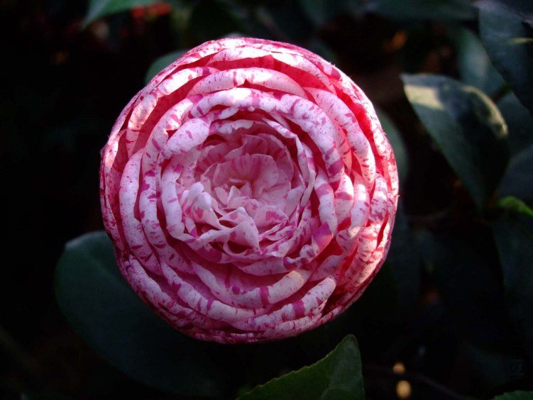 ������ 2012-4-18f 069.jpg