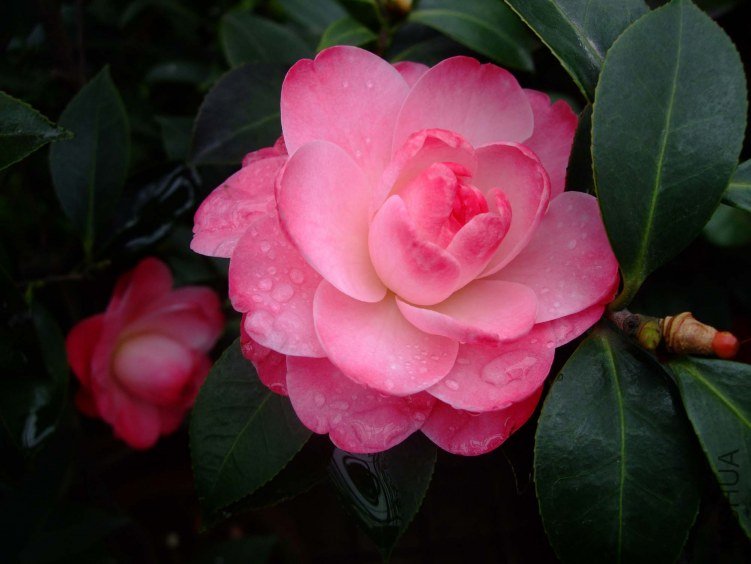 ����ã 2012-4-18f 014.jpg