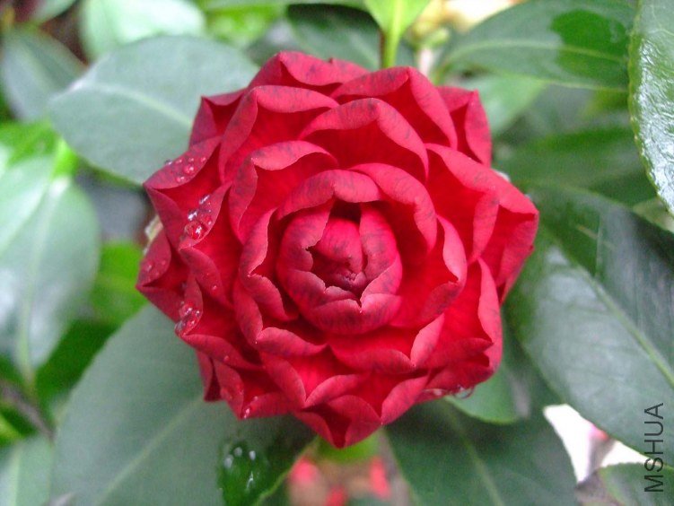 ��ɫ2�� 2012-4-18f 005.jpg