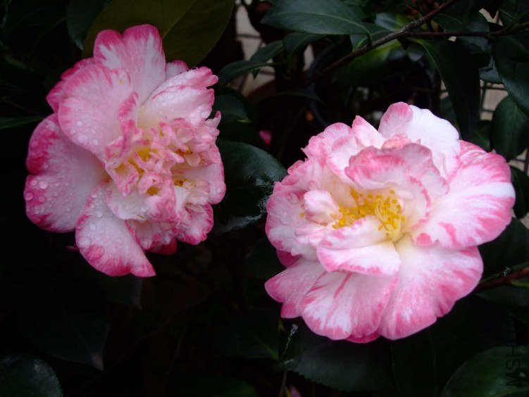 ���ʴ� 2012-4-18f 003.jpg