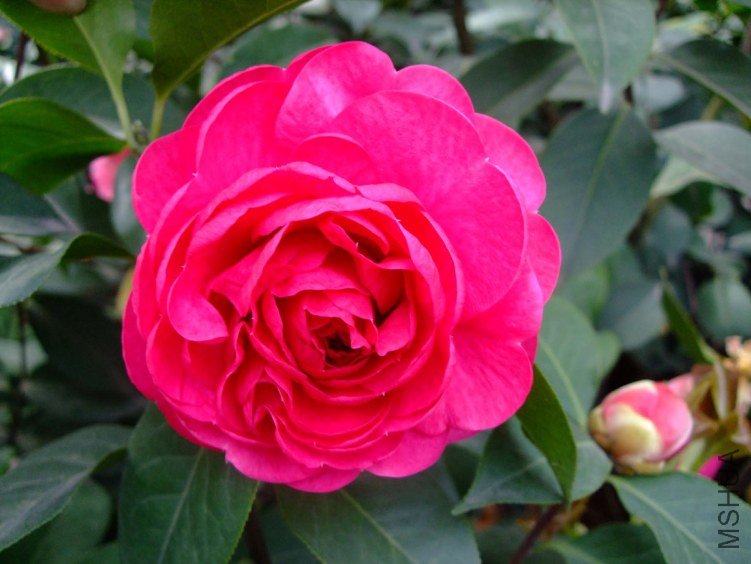 ����Ƥ�� 2012-4-18f 067.jpg