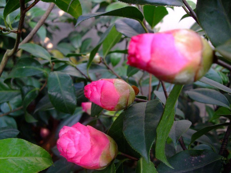 ʥ�� 2012-4-18f 050.jpg