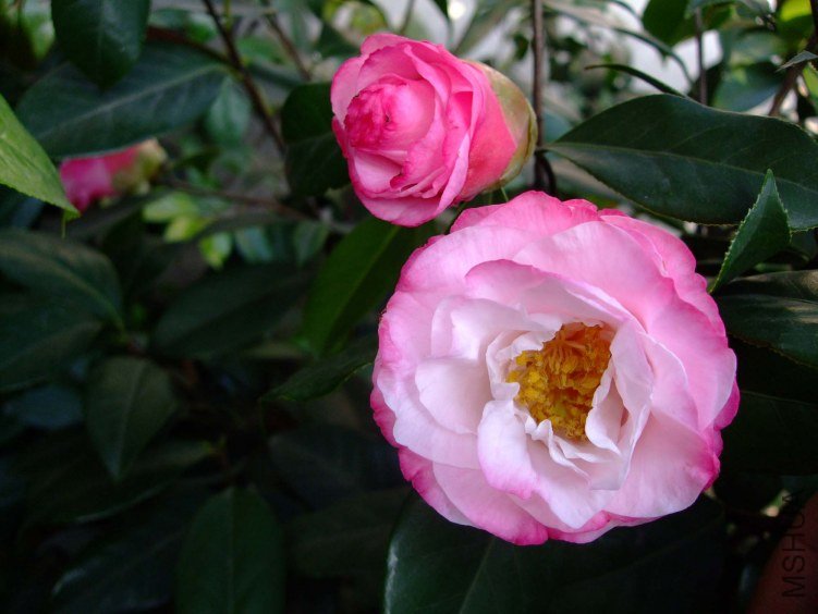 ʥ�� 2012-4-18f 072.jpg