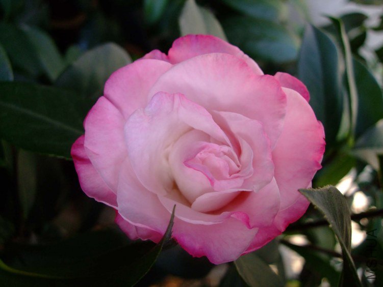 ʥ�� 2012-4-18f 071.jpg
