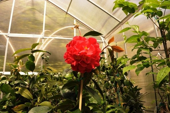 DSC_1820-SS.jpg