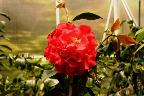 DSC_1819-SS.jpg
