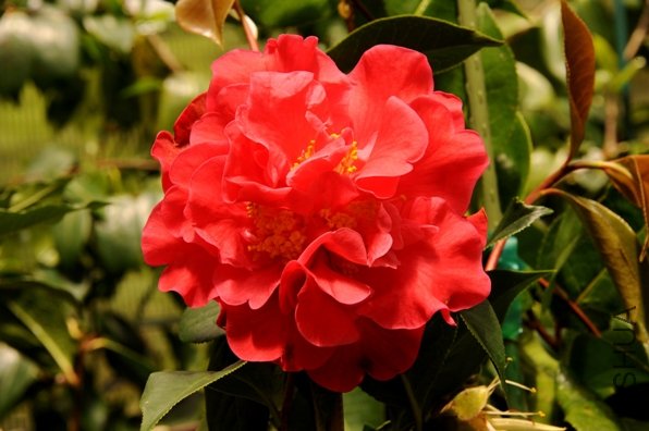 DSC_1817-SS.jpg