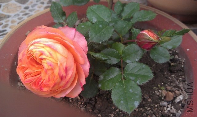IMAG0132 (800x478) (640x382).jpg