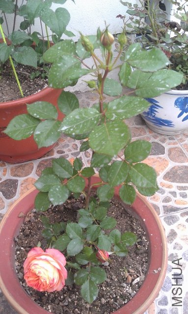 IMAG0135 (383x640).jpg