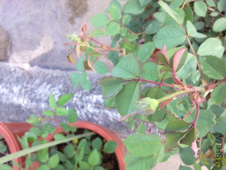 201204211143.jpg
