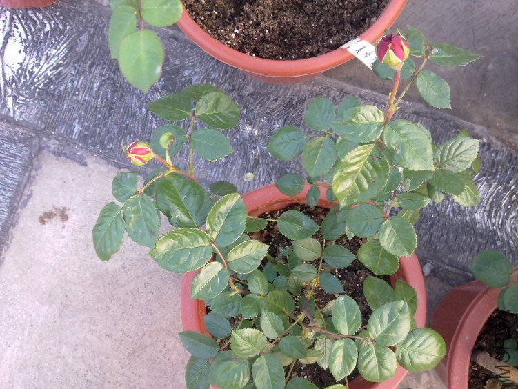 201204211153.jpg