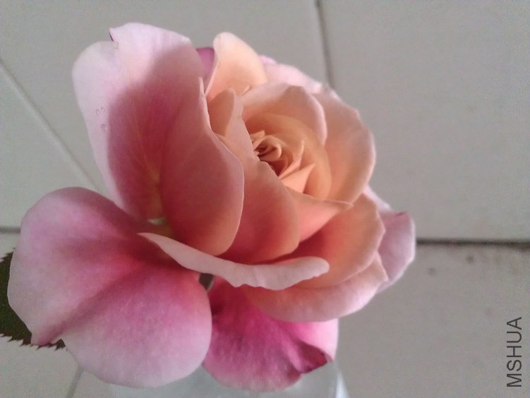WP_000209.jpg