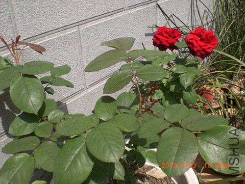 CIMG2234_����.jpg
