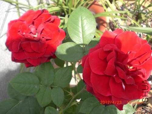 CIMG2235_����.jpg