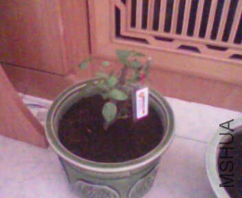 IMG0287A.jpg