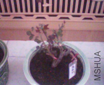 IMG0288A.jpg