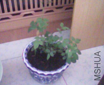IMG0289A.jpg