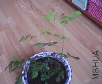 IMG0298A.jpg