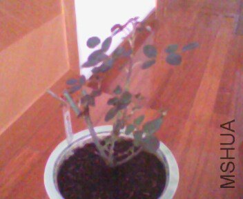 IMG0300A.jpg