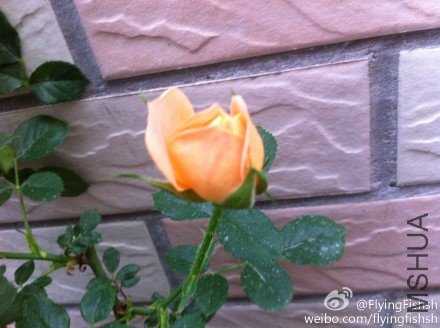 4ab89029jw1ds9qaw35b2j.jpg