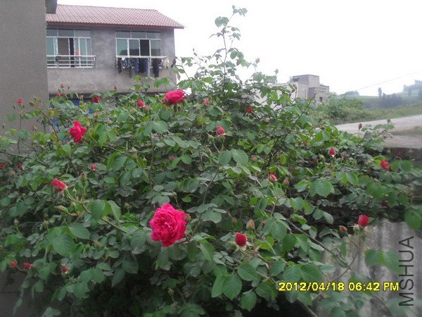 SDC12234.jpg