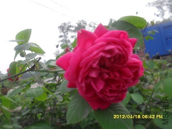 SDC12233.jpg