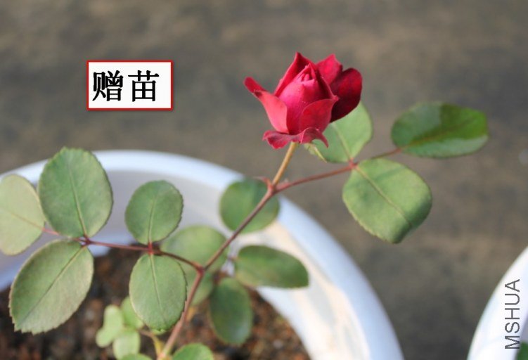 2012-04-22_121432.jpg