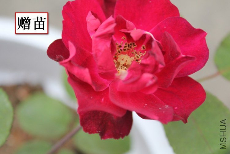 2012-04-22_121727.jpg