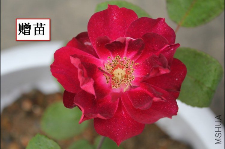2012-04-22_121828.jpg