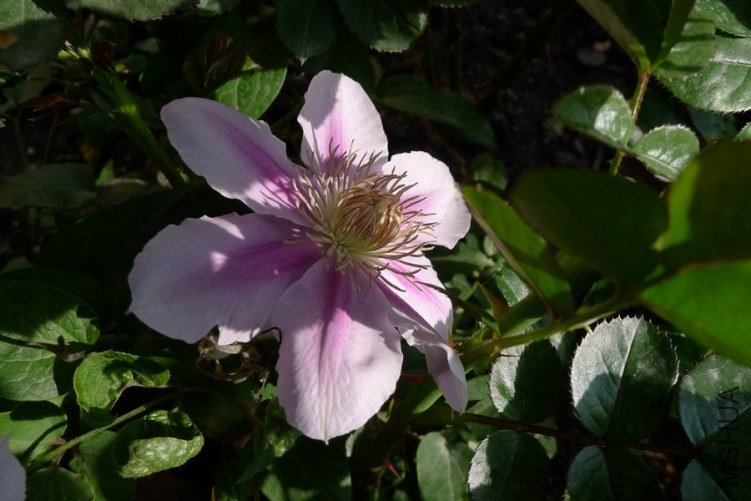 P1010717.JPG
