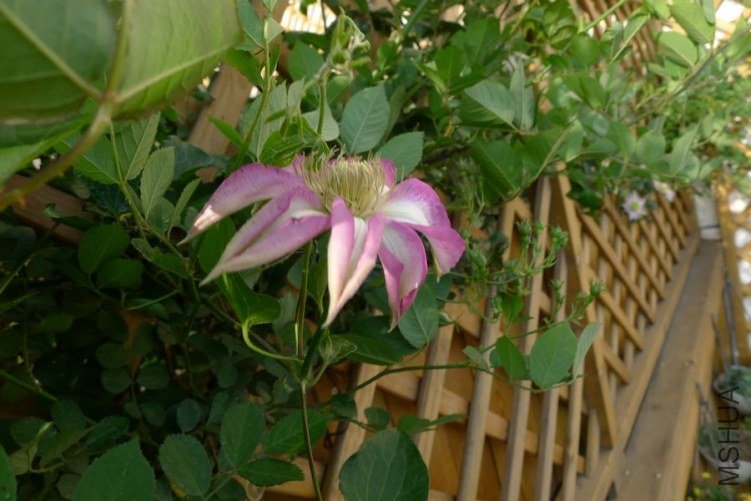 P1010765.JPG