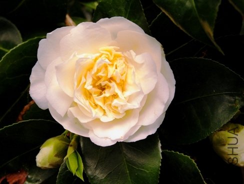 DSC_2069-SS.jpg