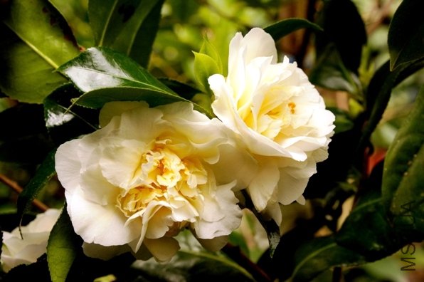 DSC_2066-SS.jpg
