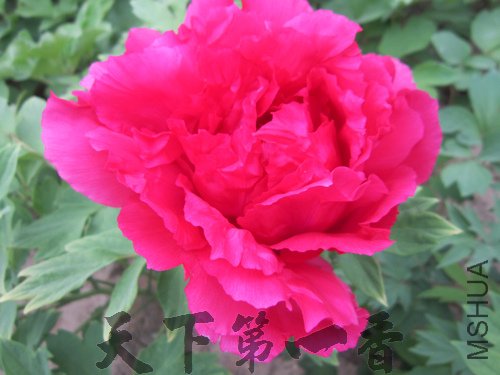 IMG_2667.jpg