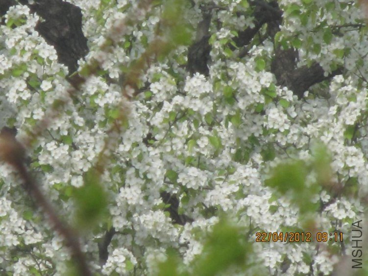 IMG_0828.JPG