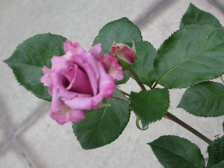 ��Ƭ 089.jpg