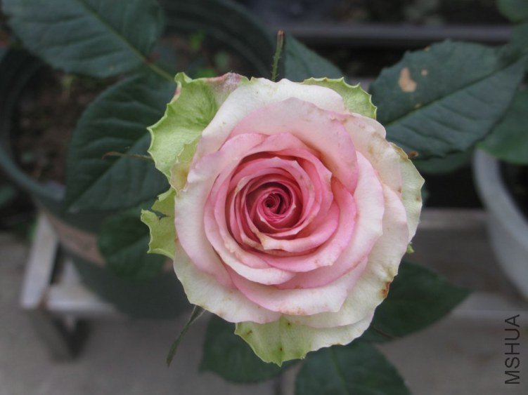 ��Ƭ 092.jpg