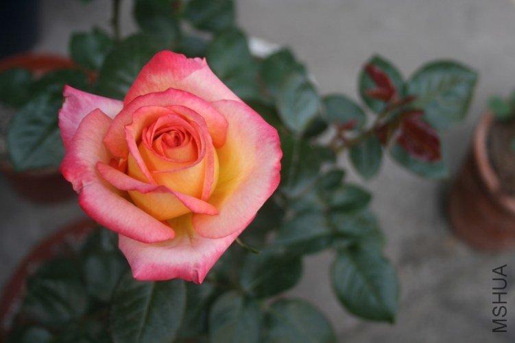 ��Ƭ 017.jpg