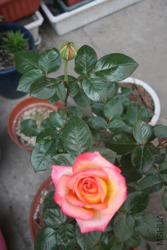 ��Ƭ 018.jpg