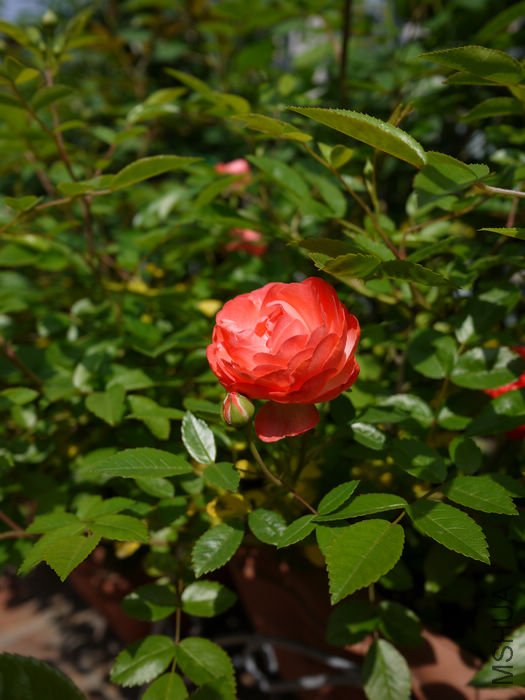 P1010676.jpg