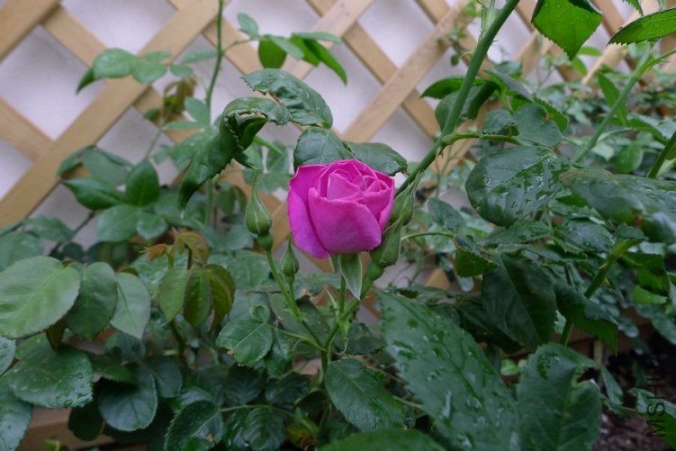 P1010776.JPG