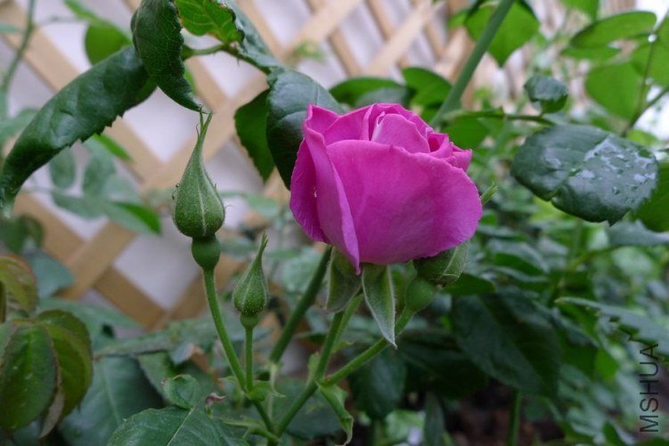 P1010779.JPG