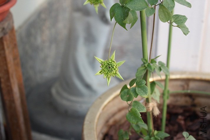 ������ͼƬ