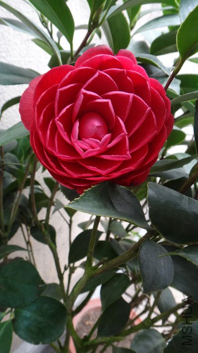 DSC01265.JPG