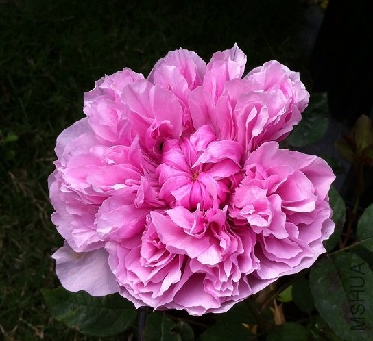 garden 2011_1.jpg