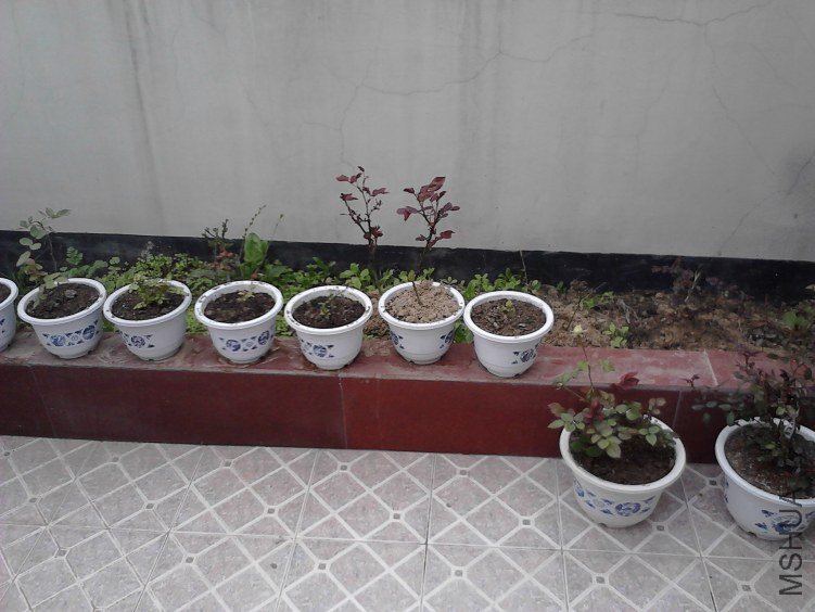 IMG00534.jpg