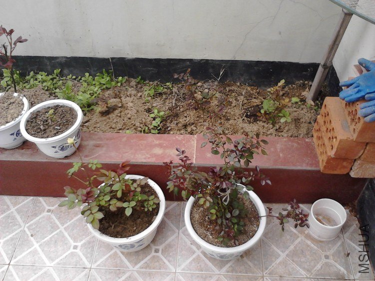 IMG00535.jpg