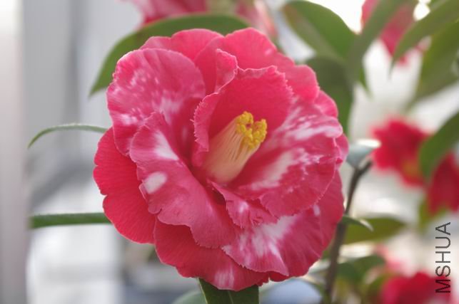 ������С IMGP0333.JPG