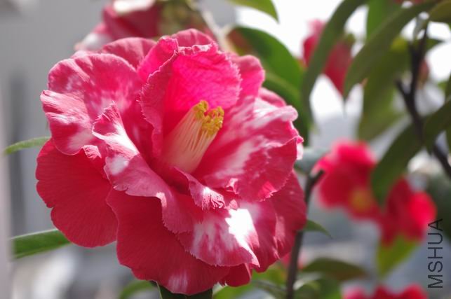 ������С IMGP0363.JPG