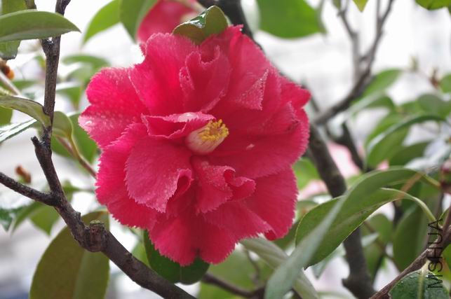 ������С IMGP0492.JPG